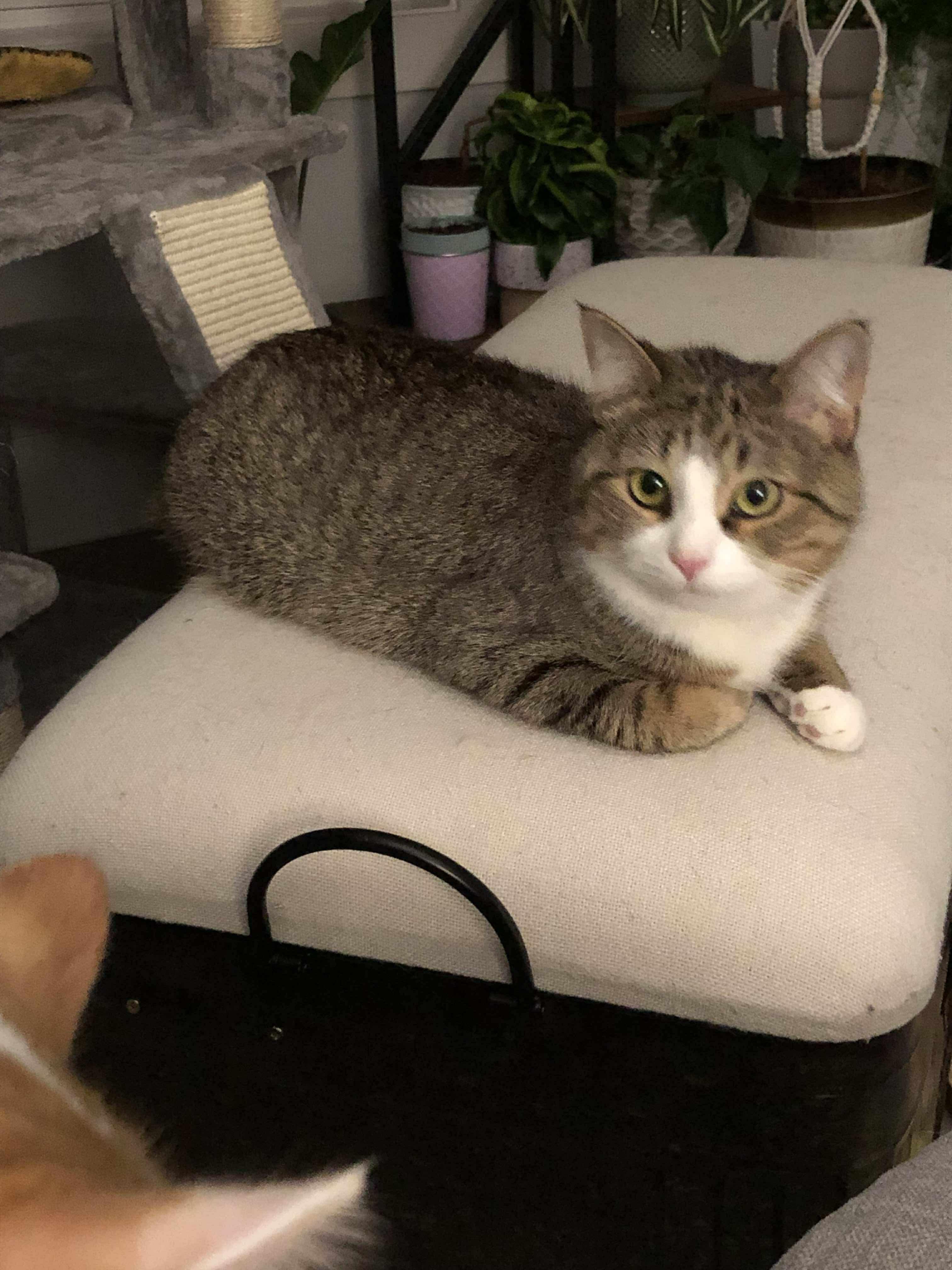 Enlarge Tinkerbell, an adoptable Domestic Short Hair in Wayland, MI image 1/1