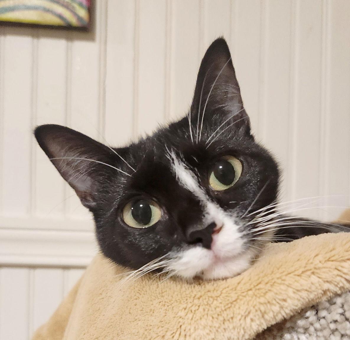 Enlarge Poppy, a Adoptable Domestic Short Hair in Anacortes, WA image 1/3