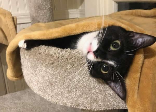 Enlarge Poppy, a Adoptable Domestic Short Hair in Anacortes, WA image 2/3