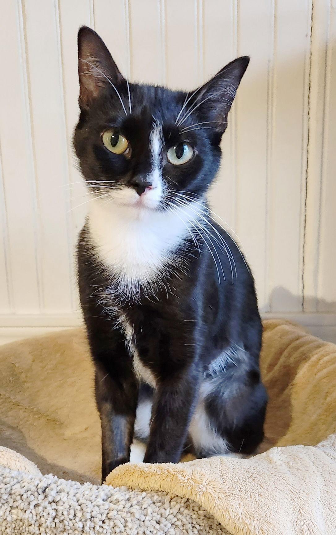 Enlarge Poppy, a Adoptable Domestic Short Hair in Anacortes, WA image 3/3