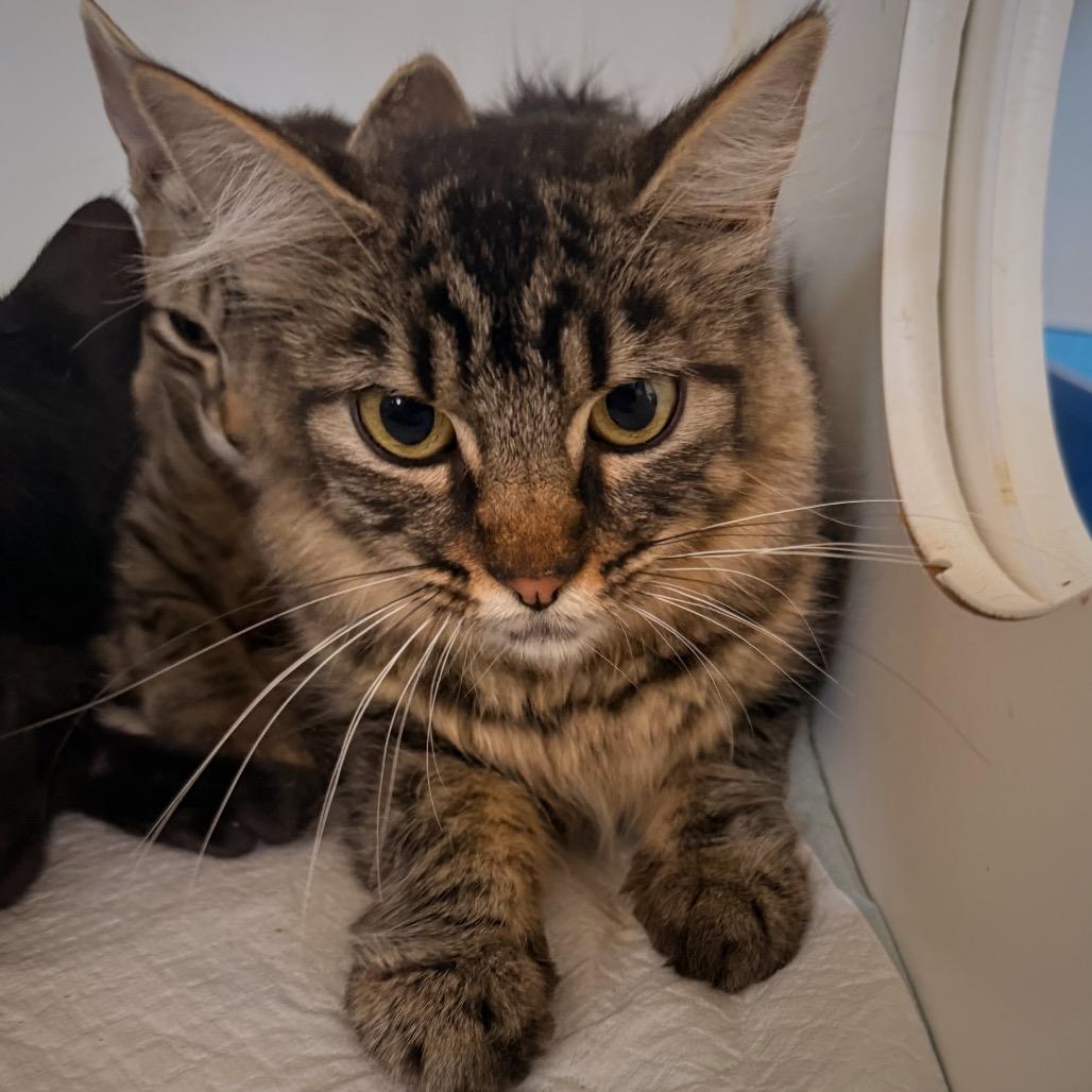 Enlarge Minou, a ADOPTABLE Domestic Medium Hair in Grass Valley, CA image 1/1