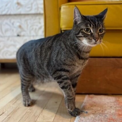 Tiger Gonzalez — thumbnail 4