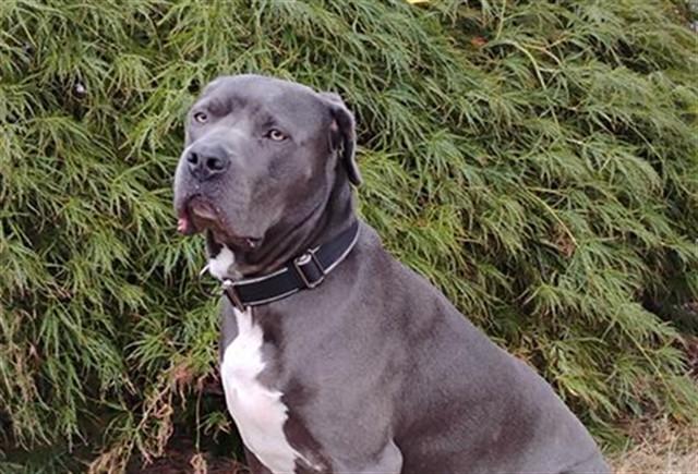 COMMANDER, Adoptable, Adult Male Pit Bull Terrier & Mixed Breed.