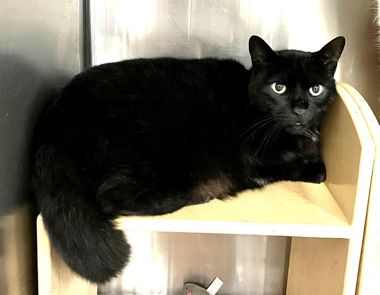 Enlarge CiCi, a Adoptable mixed breed in St Petersburg, FL image 1/1