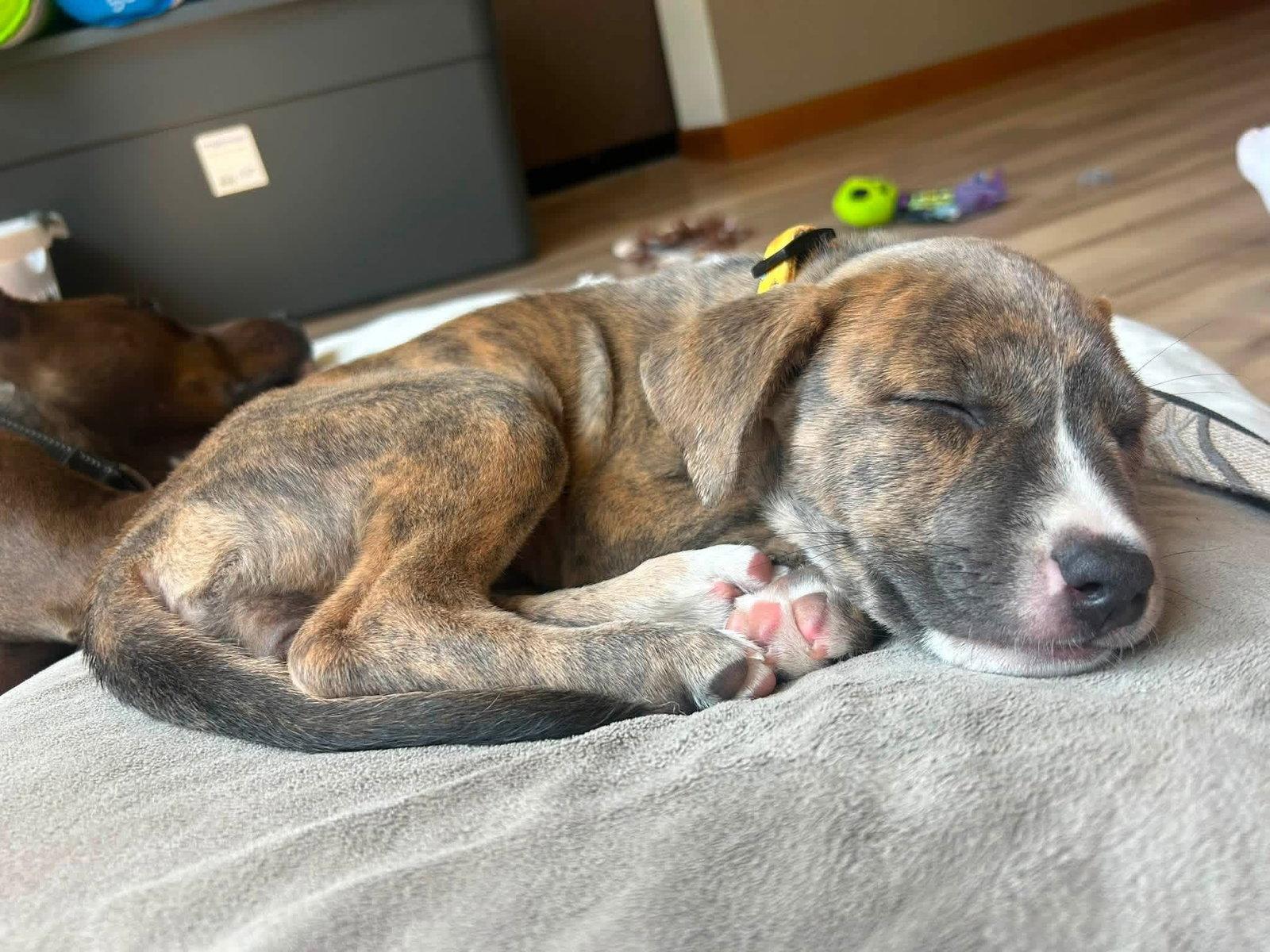 Slider, Adopted, Puppy Male Terrier.