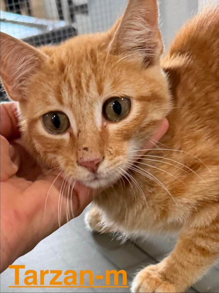 Tarzan 26, Adoptable, Kitten Male Tabby & Domestic Short Hair.