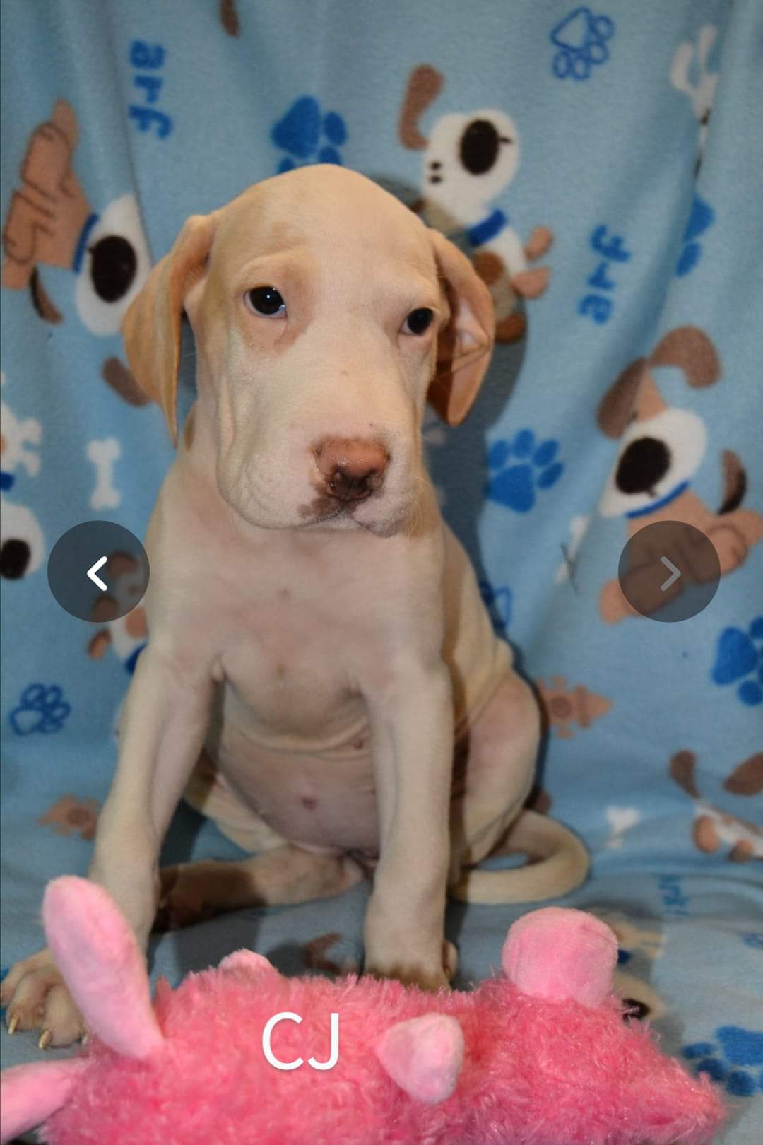 CJ, an adopted Hound & Labrador Retriever Mix in Saint Augustine, FL_image-1