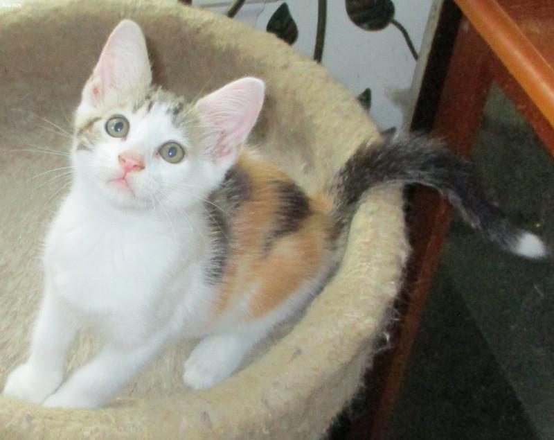 Roxanne , ADOPTABLE, Kitten Female Domestic Short Hair.