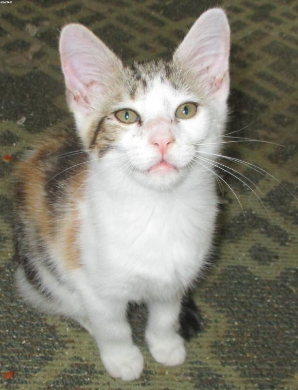 Enlarge Roxanne , a ADOPTABLE Domestic Short Hair in Woodbridge, VA image 2/2
