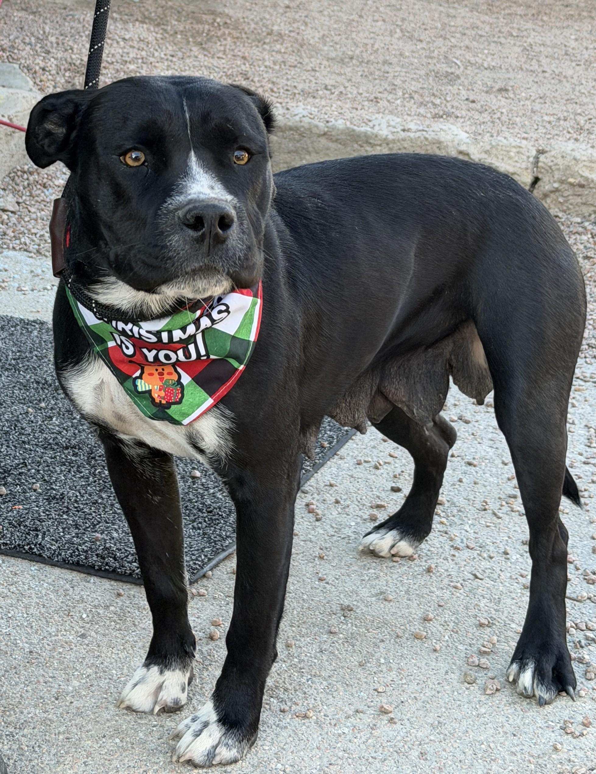 888-25(Roxie), ADOPTABLE, Adult Female Pit Bull Terrier.