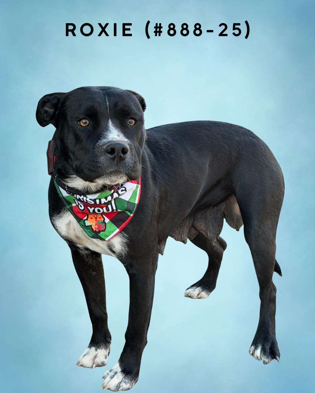 888-25(Roxie), adoptable, Adult Female Pit Bull Terrier.