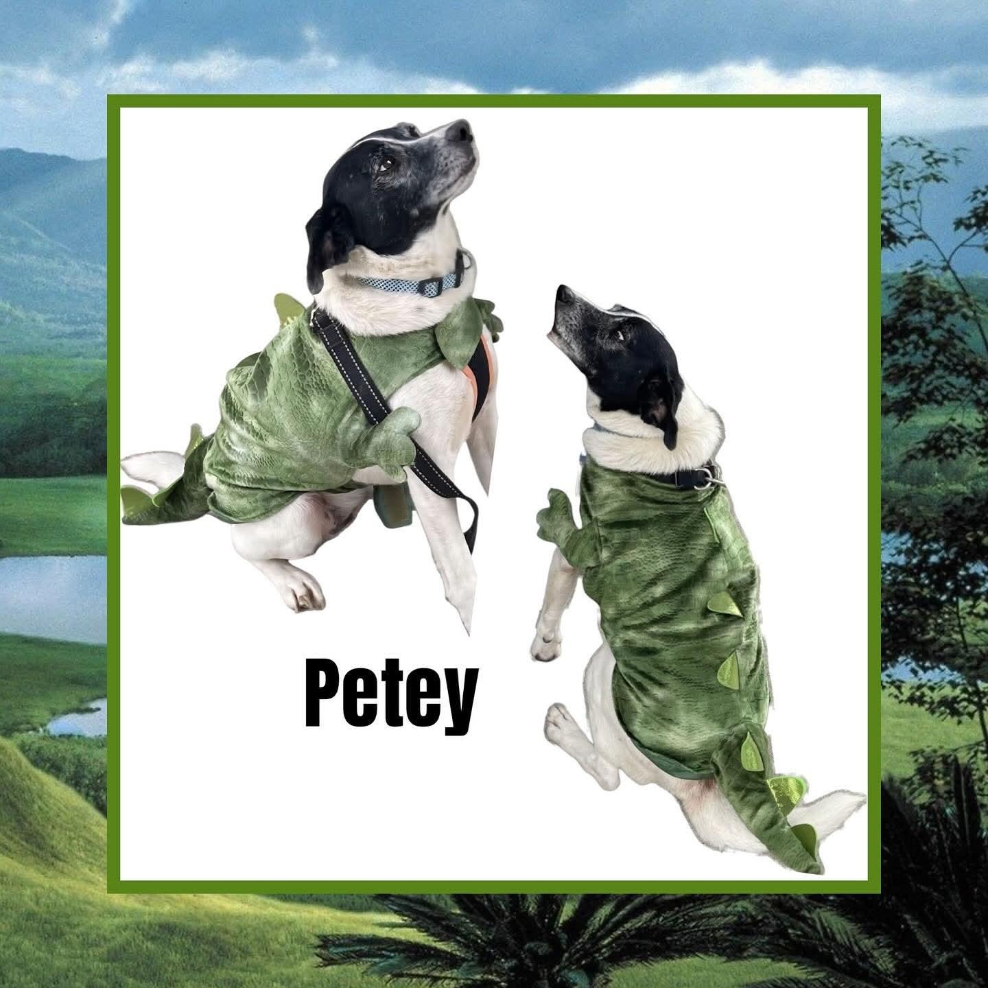 Petey, a Adoptable mixed breed in Raleigh, NC image 3/6