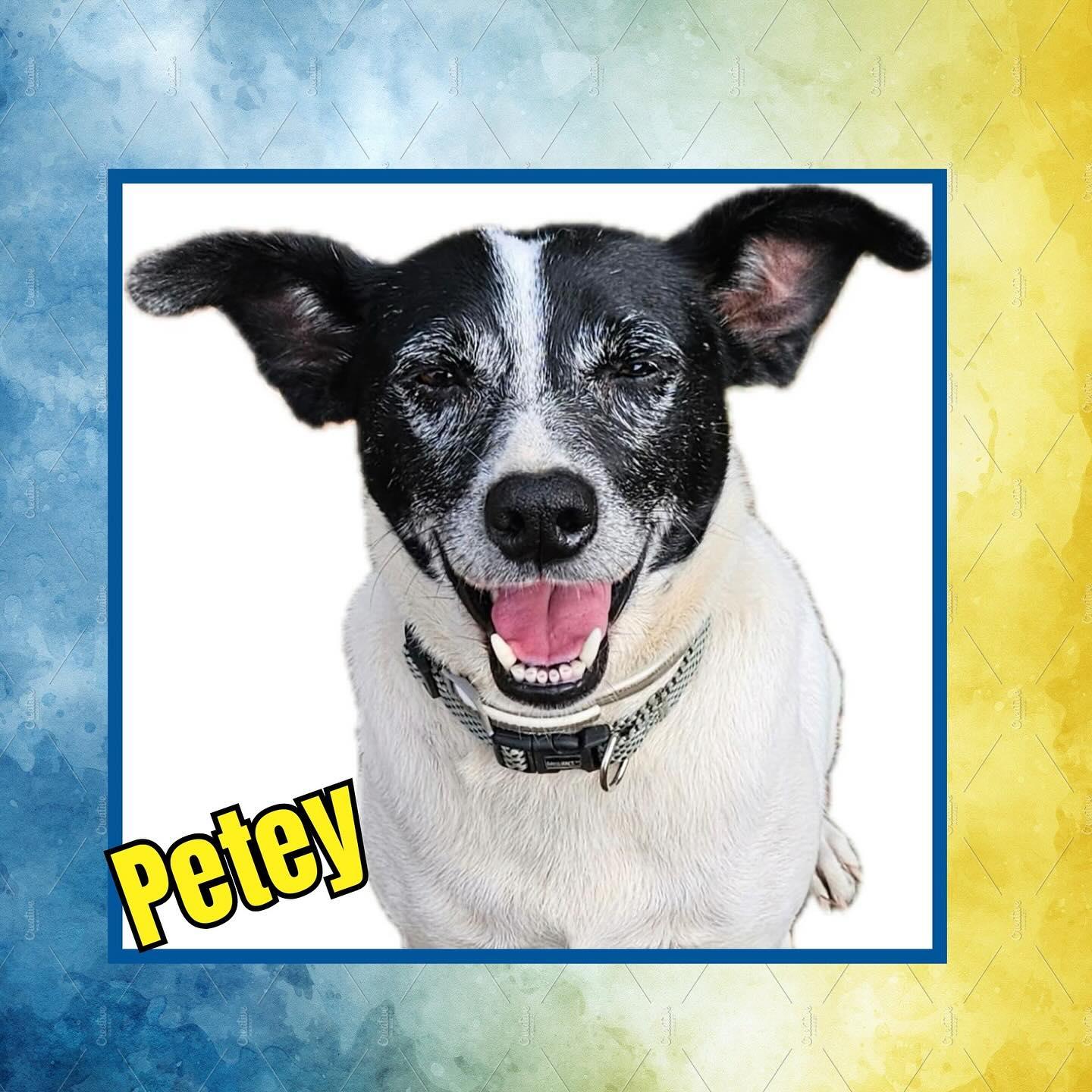 Petey, a Adoptable mixed breed in Raleigh, NC image 4/6