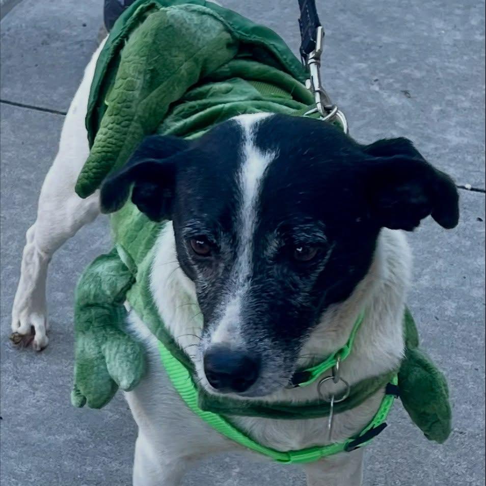 Petey, a Adoptable mixed breed in Raleigh, NC image 1/6