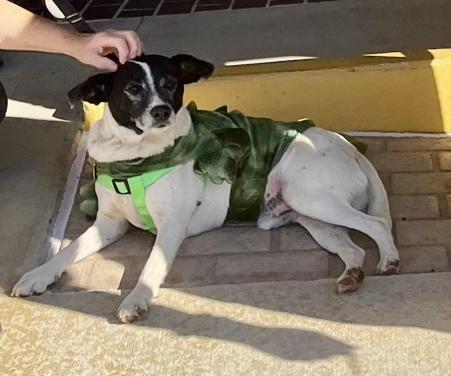 Petey, a Adoptable mixed breed in Raleigh, NC image 6/6