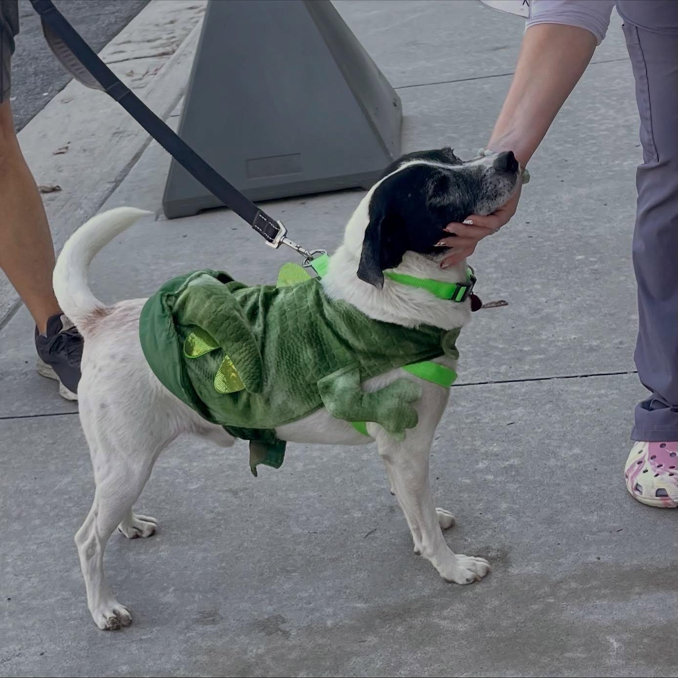 Petey, a Adoptable mixed breed in Raleigh, NC image 2/6