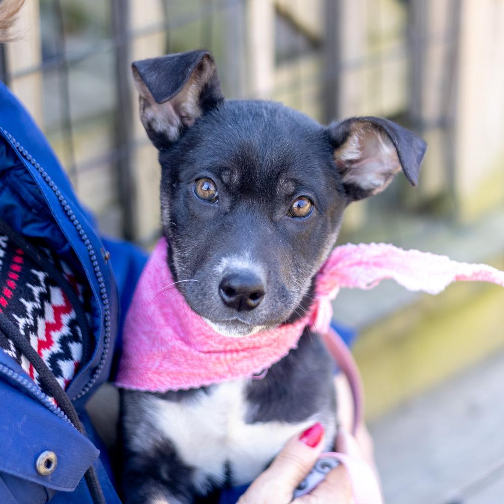 Enlarge Helena  (Female), a Adoptable mixed breed in West Grove, PA image 1/6