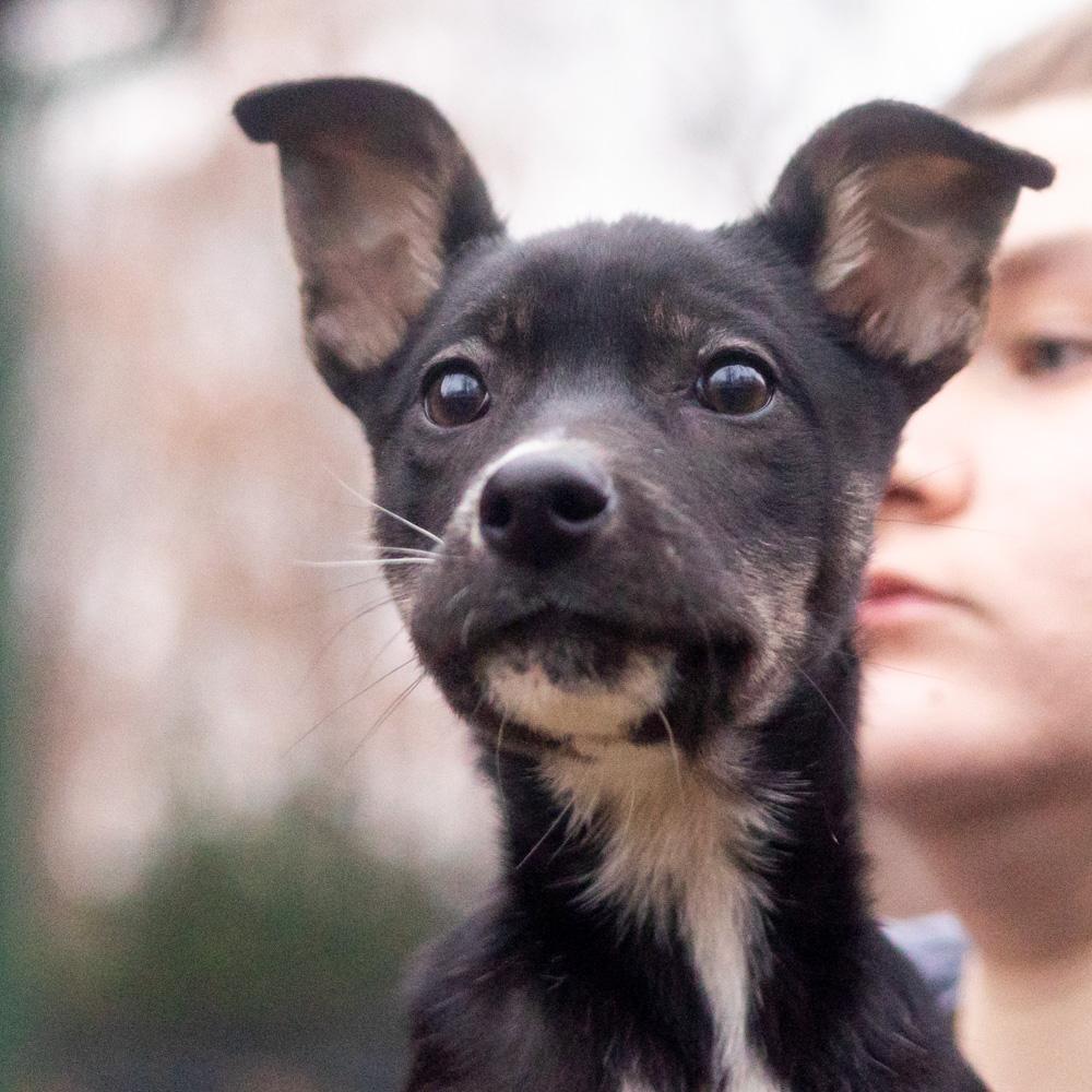 Enlarge Helena  (Female), a Adoptable mixed breed in West Grove, PA image 4/6
