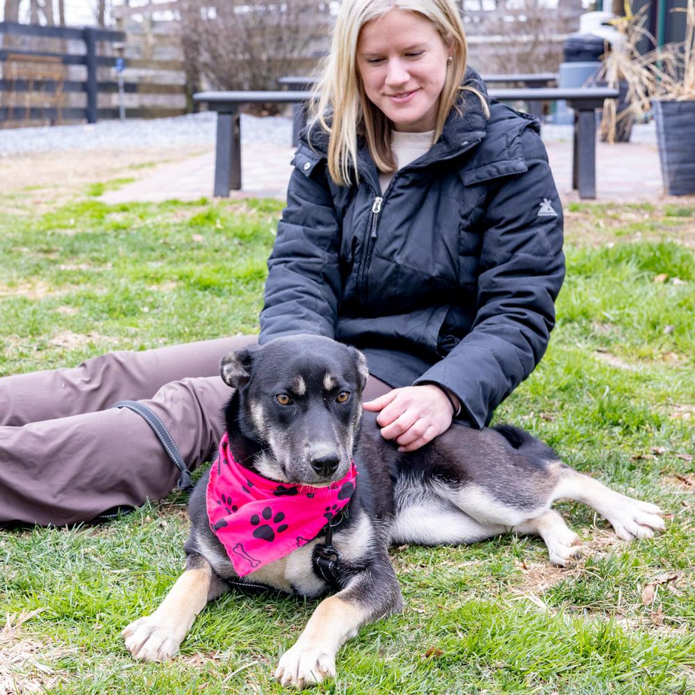Enlarge Hannah (Female), a Adoptable mixed breed in West Grove, PA image 6/6