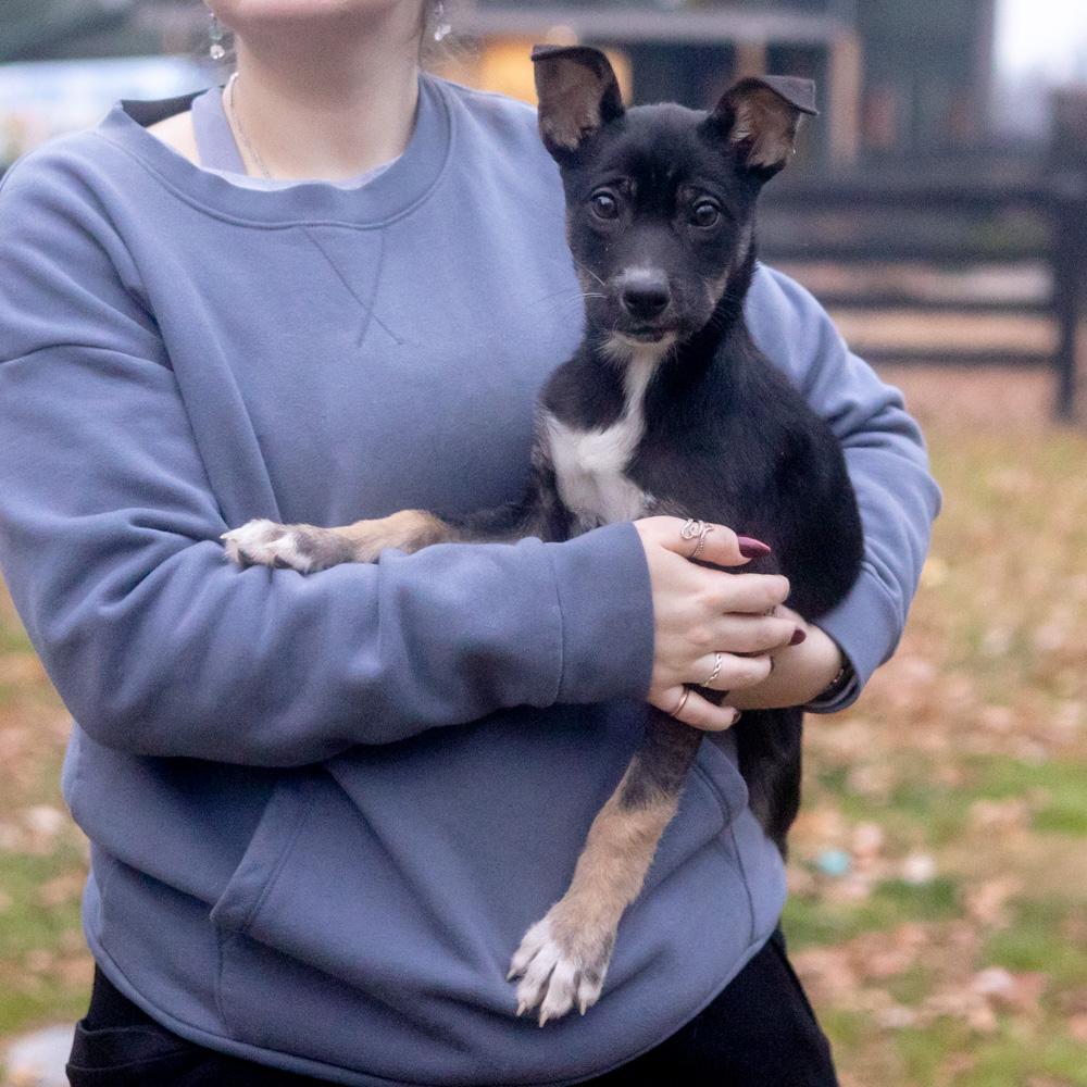 Enlarge Helena  (Female), a Adoptable mixed breed in West Grove, PA image 6/6
