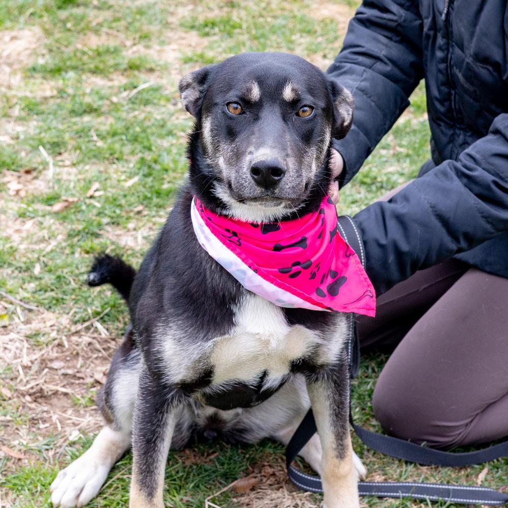 Enlarge Hannah (Female), a Adoptable mixed breed in West Grove, PA image 5/6