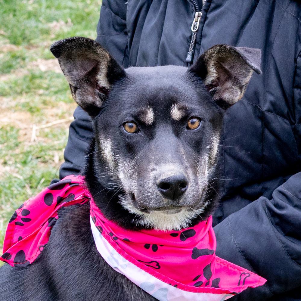 Enlarge Hannah (Female), a Adoptable mixed breed in West Grove, PA image 1/6
