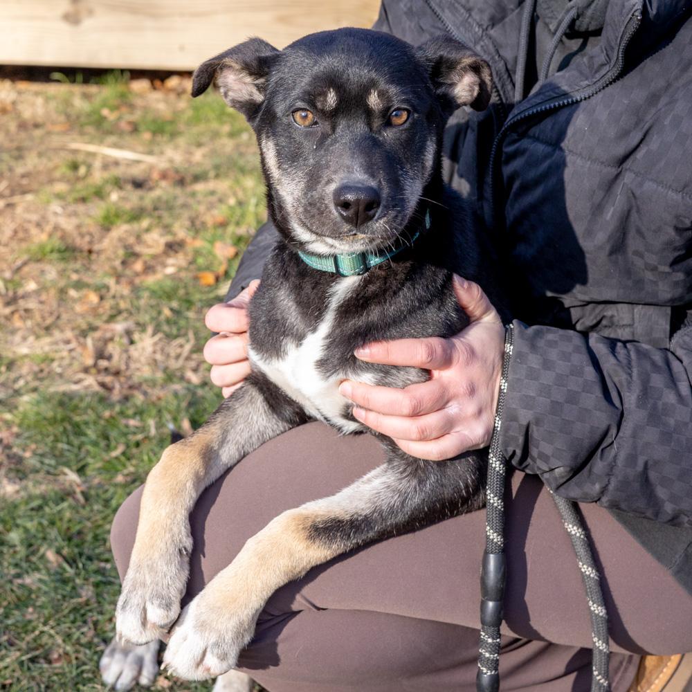 Enlarge Hannah (Female), a Adoptable mixed breed in West Grove, PA image 1/6