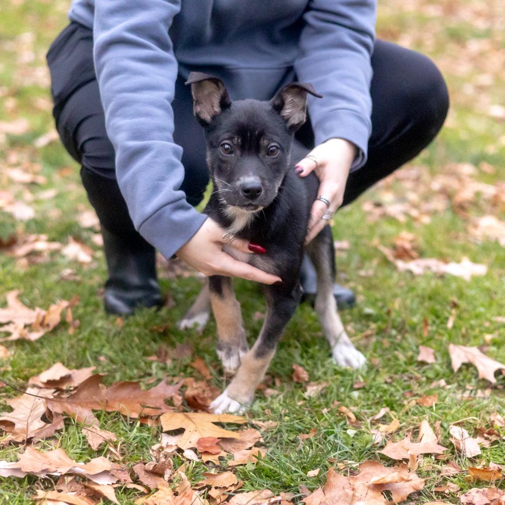 Enlarge Helena  (Female), a Adoptable mixed breed in West Grove, PA image 5/6