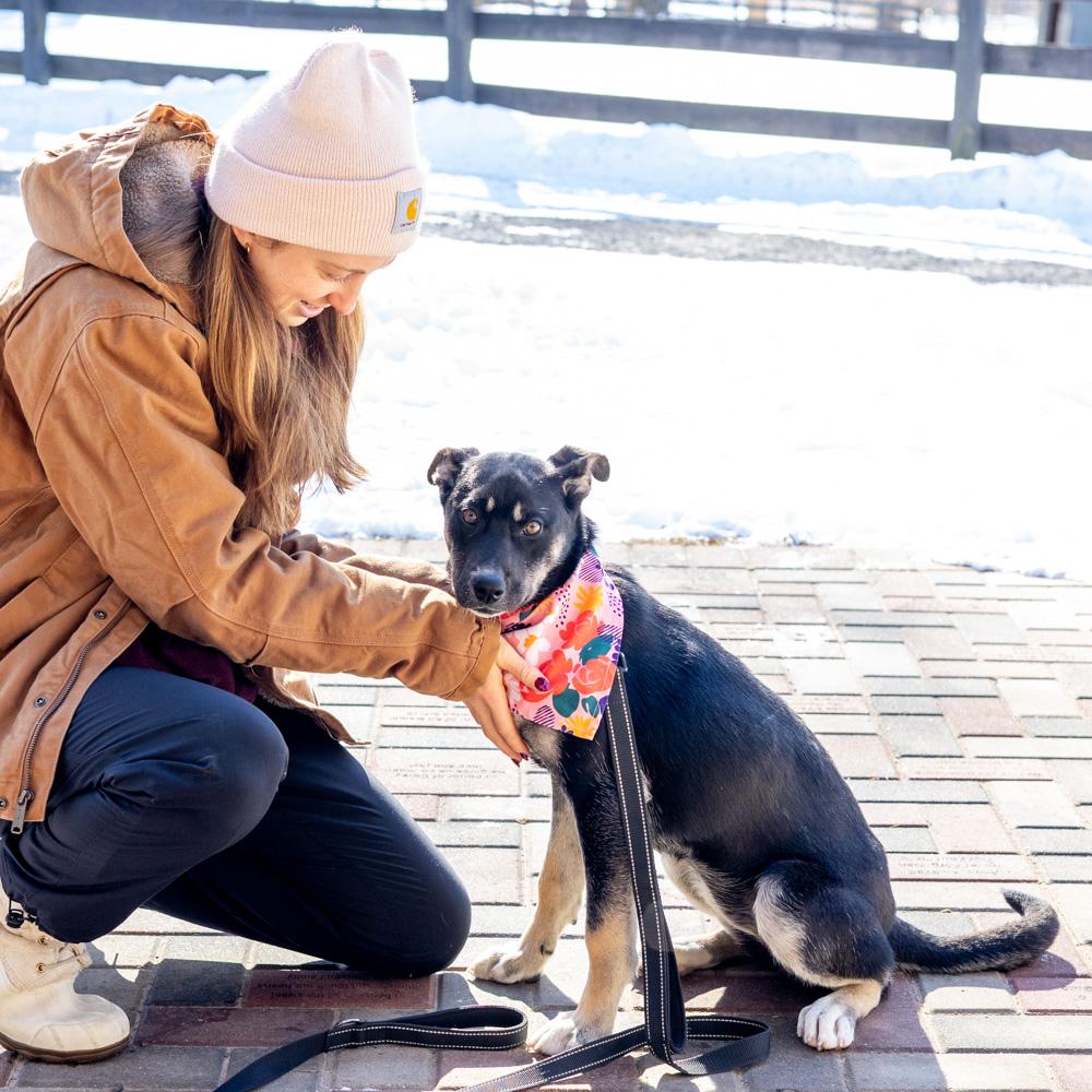 Hannah (Female), a Adoptable mixed breed in West Grove, PA image 4/6