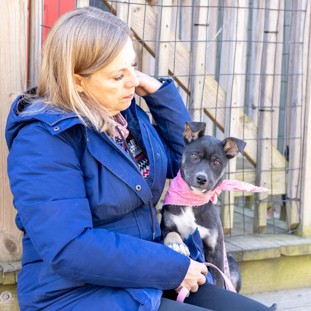 Enlarge Helena  (Female), a Adoptable mixed breed in West Grove, PA image 3/6