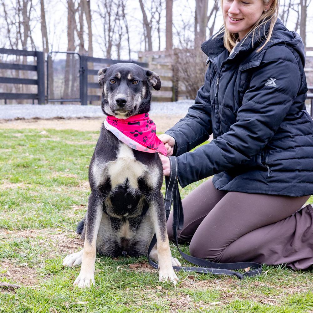 Enlarge Hannah (Female), a Adoptable mixed breed in West Grove, PA image 4/6