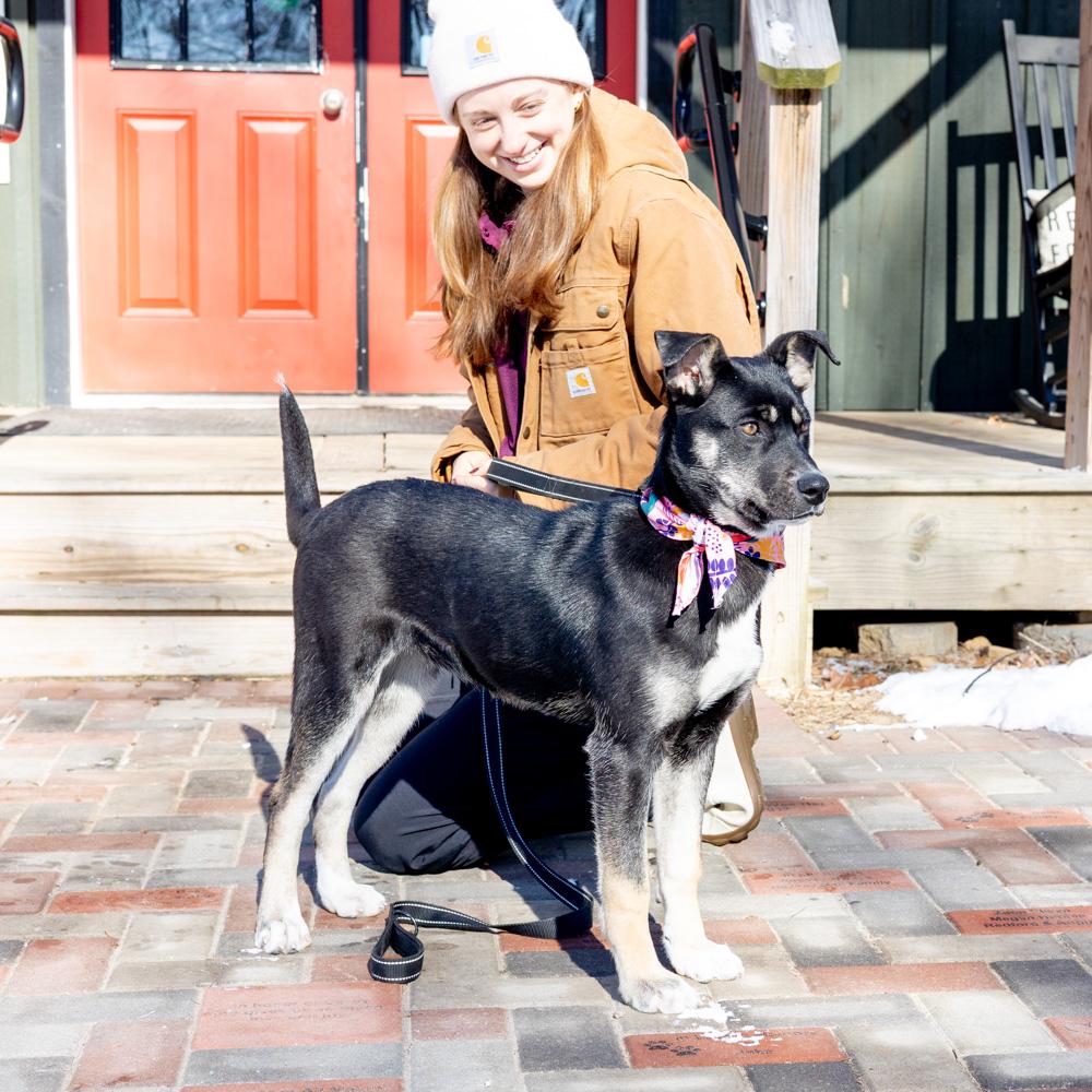 Hannah (Female), a Adoptable mixed breed in West Grove, PA image 5/6