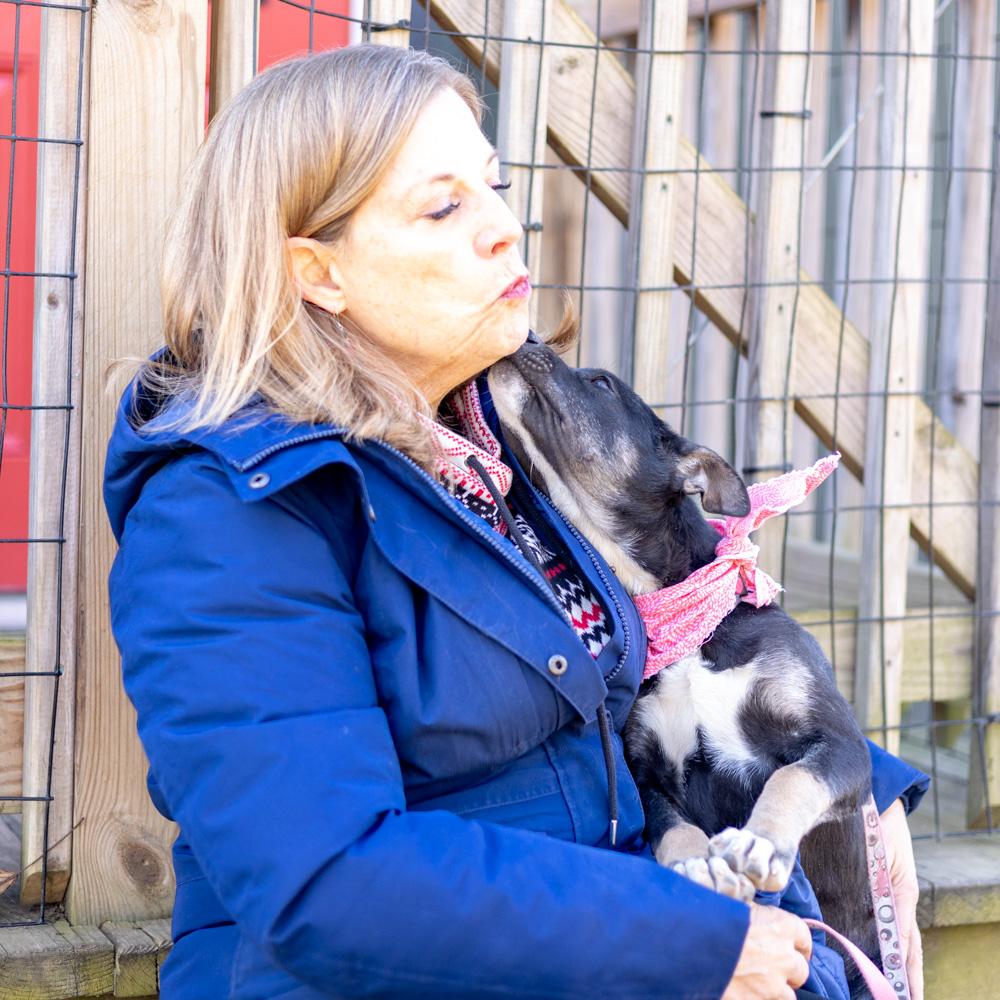 Enlarge Helena  (Female), a Adoptable mixed breed in West Grove, PA image 4/6