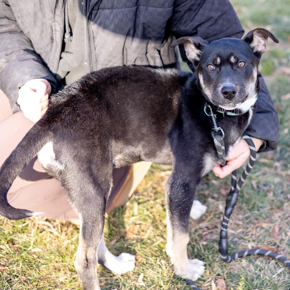 Enlarge Hannah (Female), a Adoptable mixed breed in West Grove, PA image 6/6