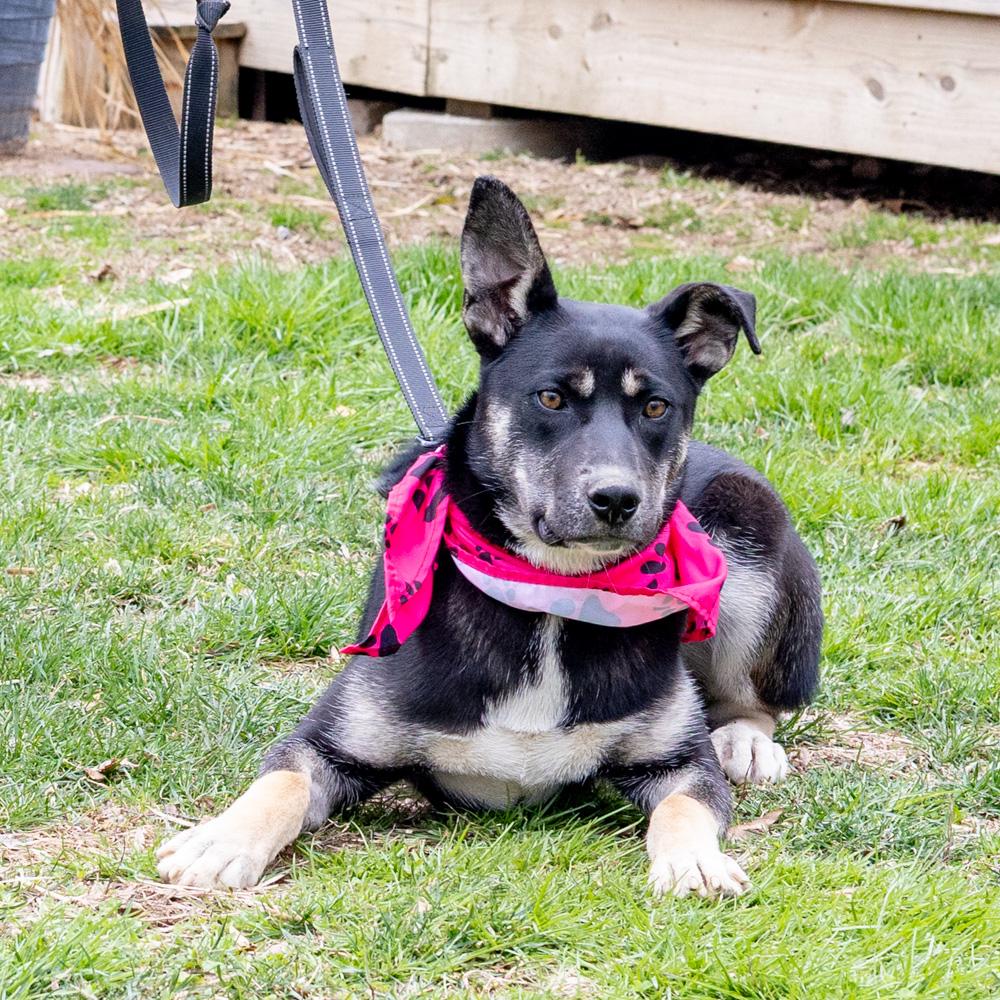 Enlarge Hannah (Female), a Adoptable mixed breed in West Grove, PA image 3/6