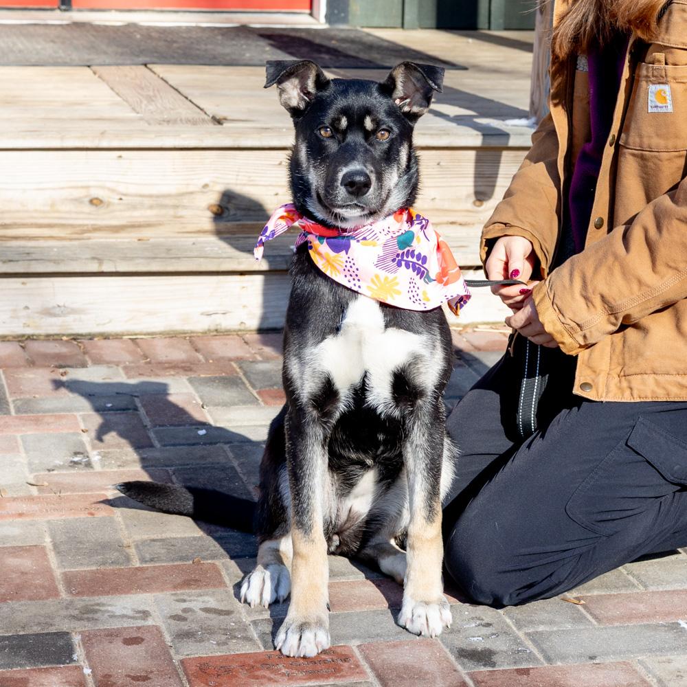 Hannah (Female), Adoptable, Puppy Female Border Collie.