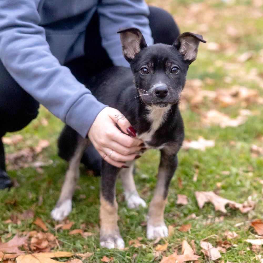 Enlarge Helena  (Female), a Adoptable mixed breed in West Grove, PA image 1/6