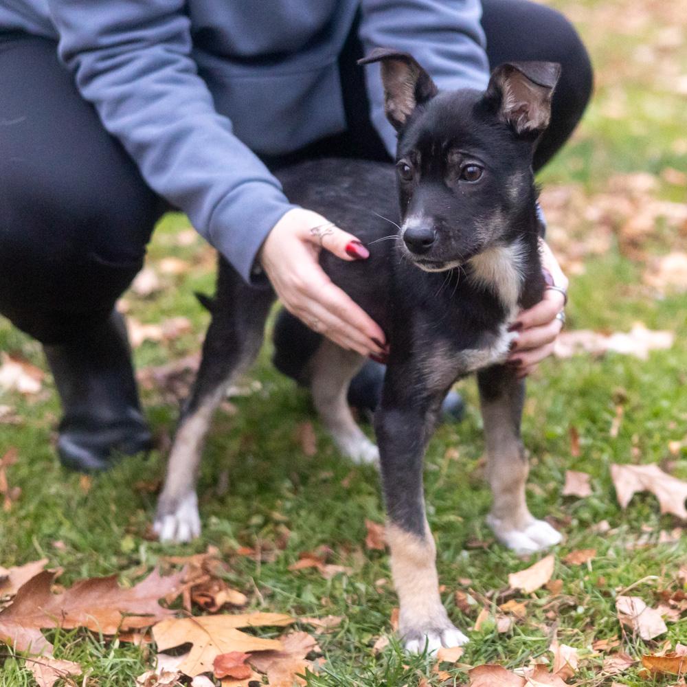 Enlarge Helena  (Female), a Adoptable mixed breed in West Grove, PA image 3/6