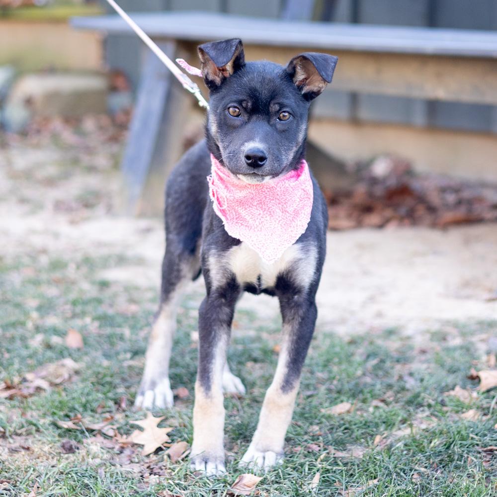 Enlarge Helena  (Female), a Adoptable mixed breed in West Grove, PA image 5/6