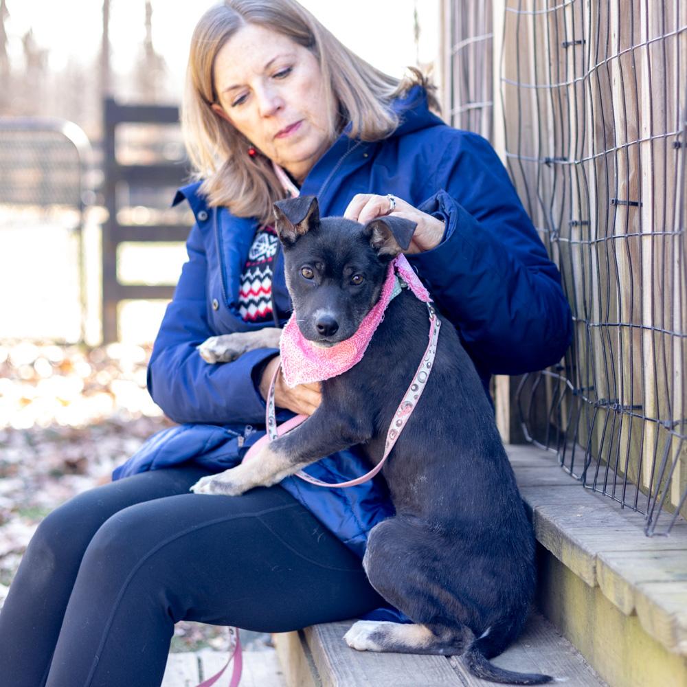 Enlarge Helena  (Female), a Adoptable mixed breed in West Grove, PA image 6/6