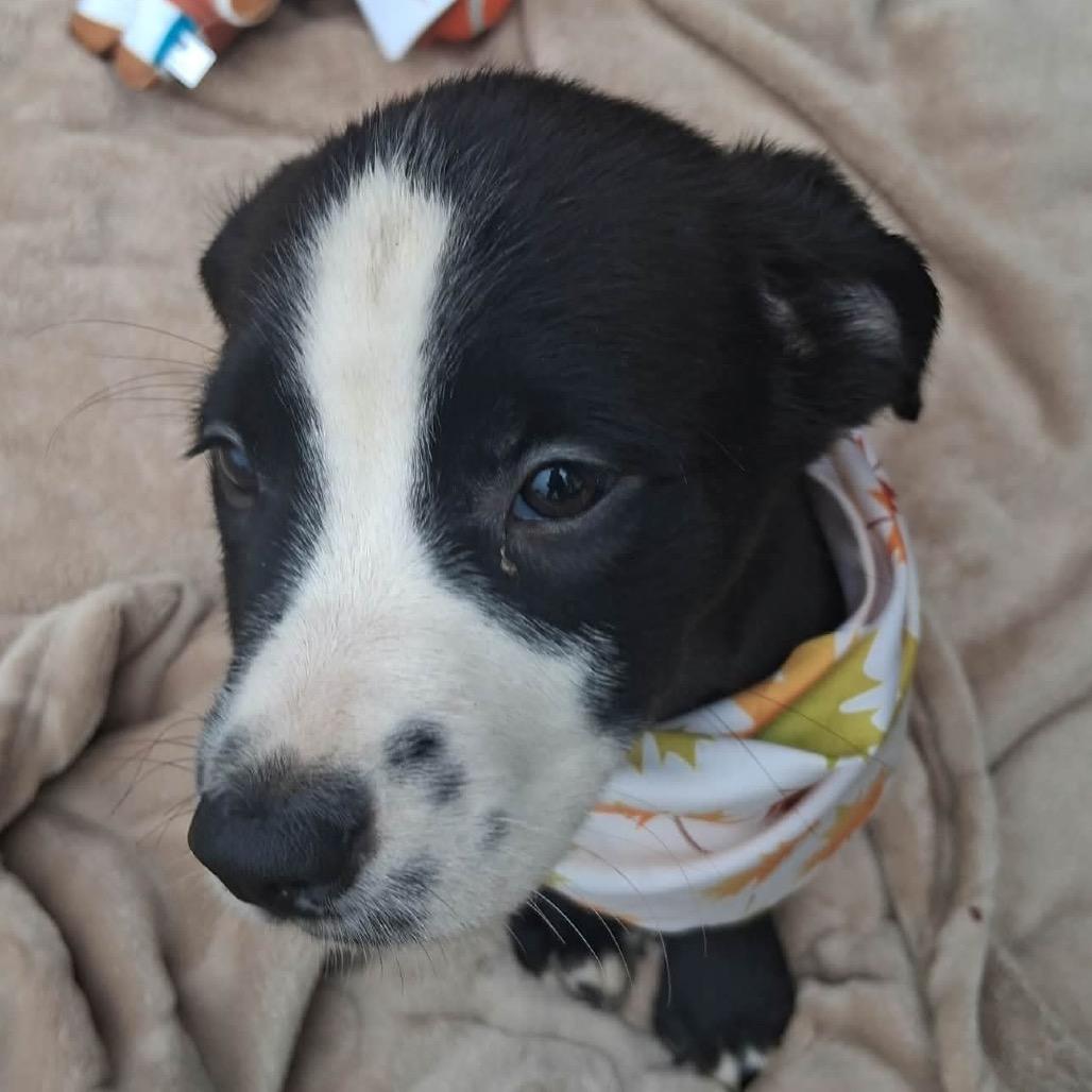 Enlarge Barklee, a Adoptable mixed breed in Ferndale, MI image 1/5