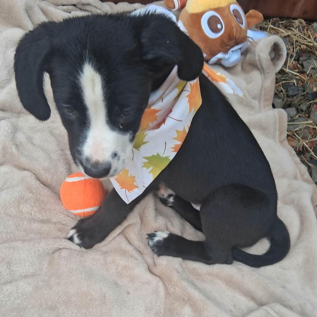 Enlarge Barklee, a Adoptable mixed breed in Ferndale, MI image 2/5