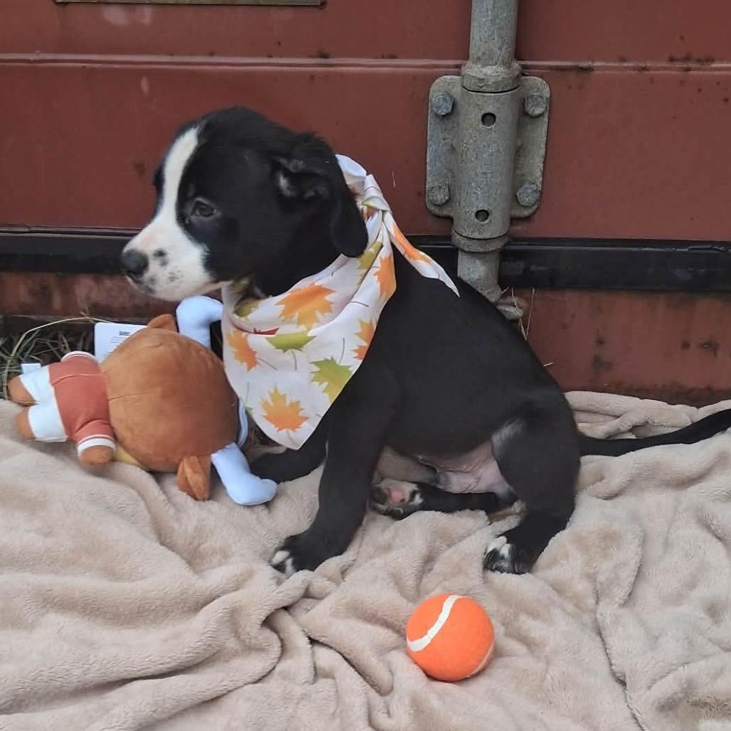 Enlarge Barklee, a Adoptable mixed breed in Ferndale, MI image 3/5