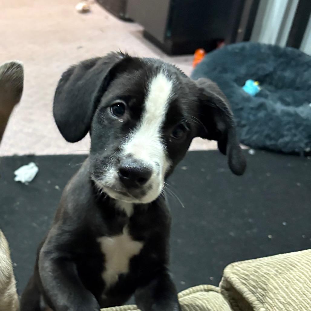 Enlarge Barklee, a Adoptable mixed breed in Ferndale, MI image 4/5