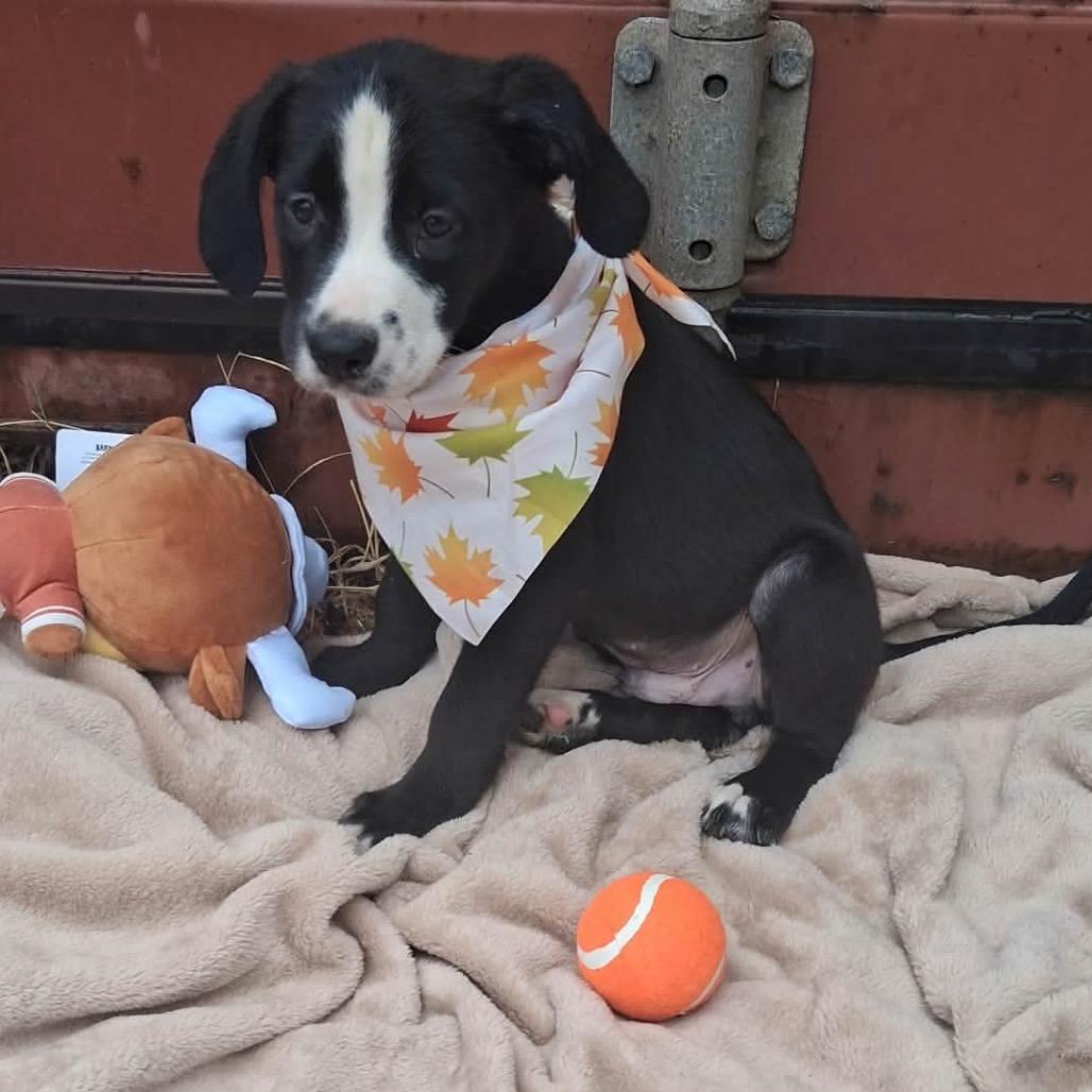 Enlarge Barklee, a Adoptable mixed breed in Ferndale, MI image 5/5