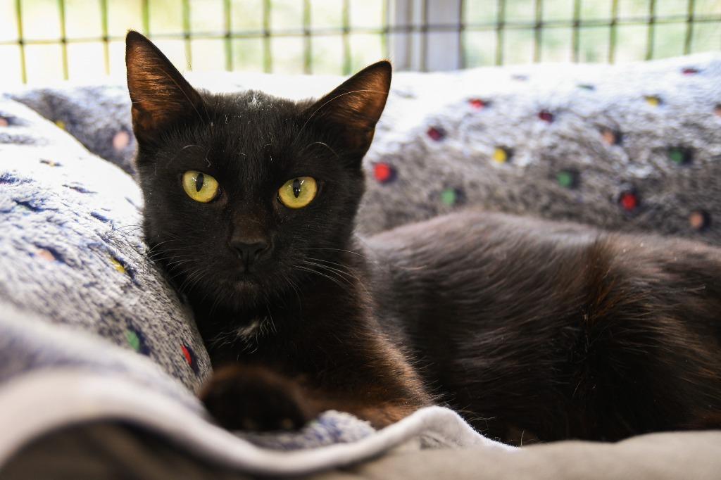 Charlotte, a Adoptable mixed breed in Ewing, NJ image 1/6