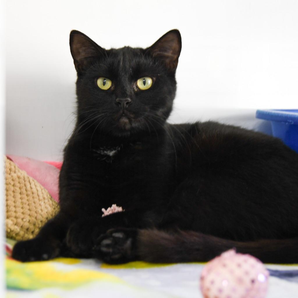 Charlotte, a Adoptable mixed breed in Ewing, NJ image 2/6