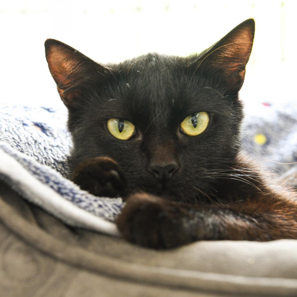 Charlotte, a Adoptable mixed breed in Ewing, NJ image 3/6