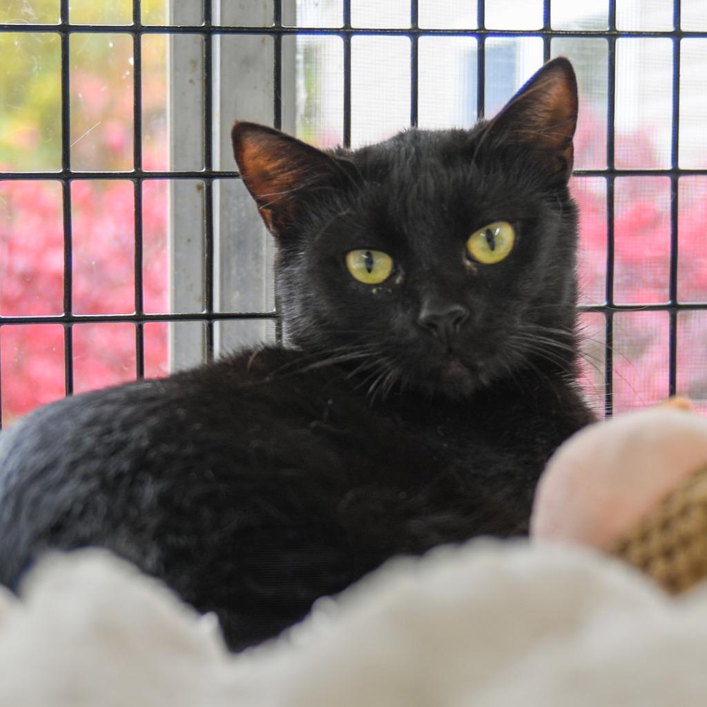 Charlotte, a Adoptable mixed breed in Ewing, NJ image 5/6