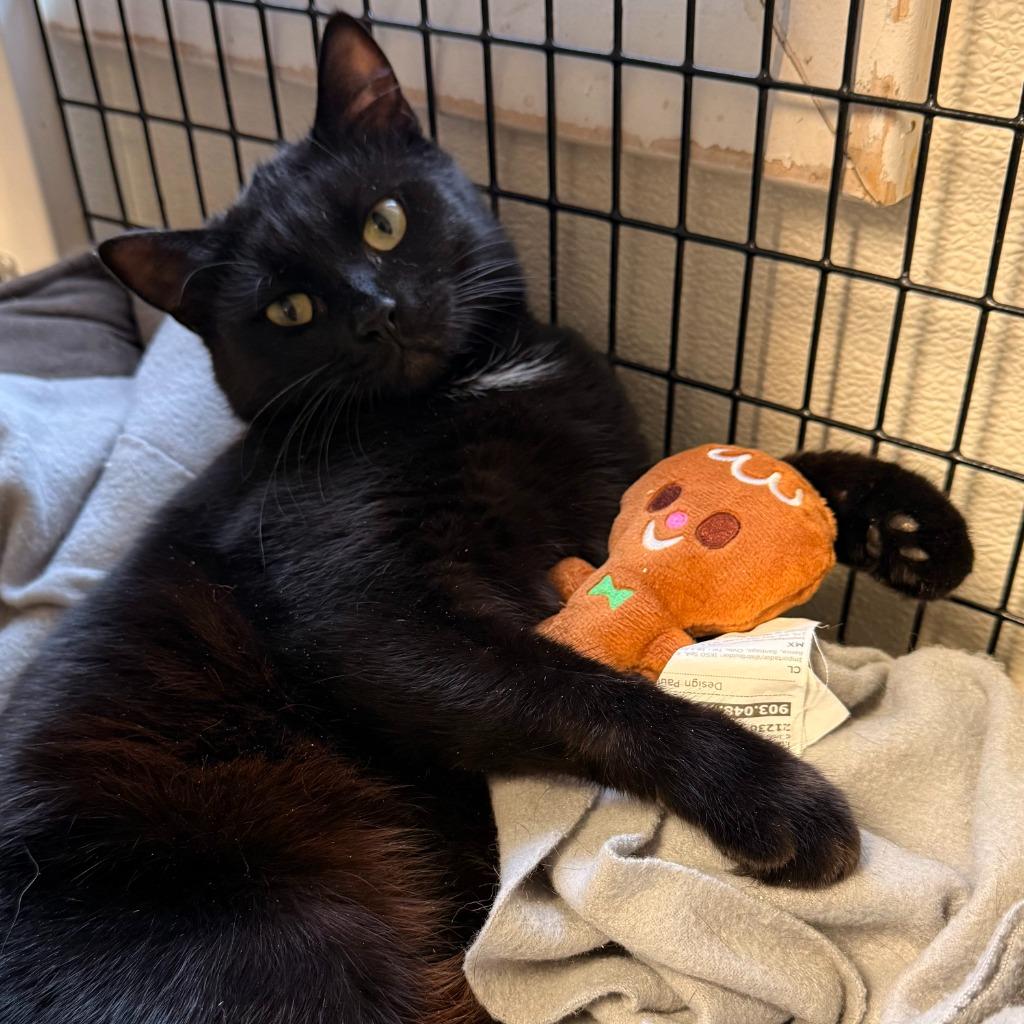 Charlotte, a Adoptable mixed breed in Ewing, NJ image 6/6